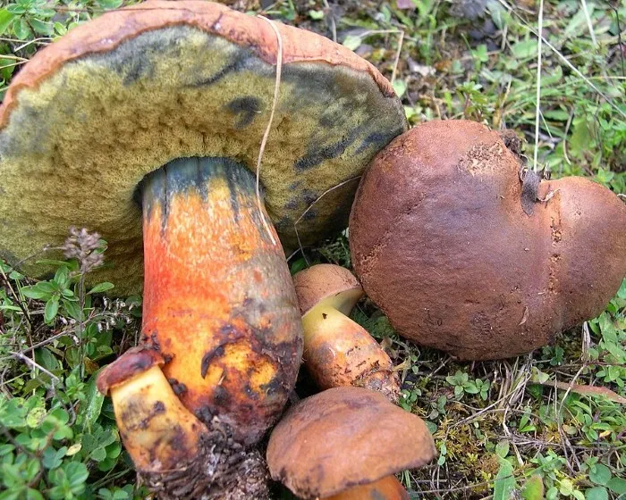 Ligeti tinóru - Cyanoboletus pulverulentus