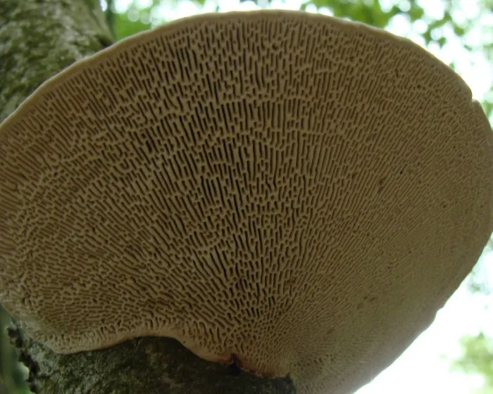 Birkenporling - Fomitopsis betulina