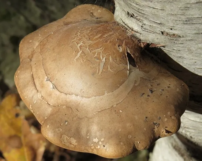 Birkenporling - Fomitopsis betulina