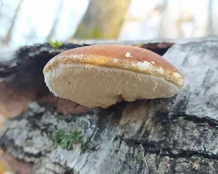 Birkenporling - Fomitopsis betulina