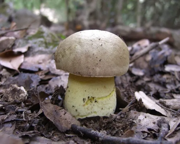 Okkerszínű tinóru - Hemileccinum impolitum