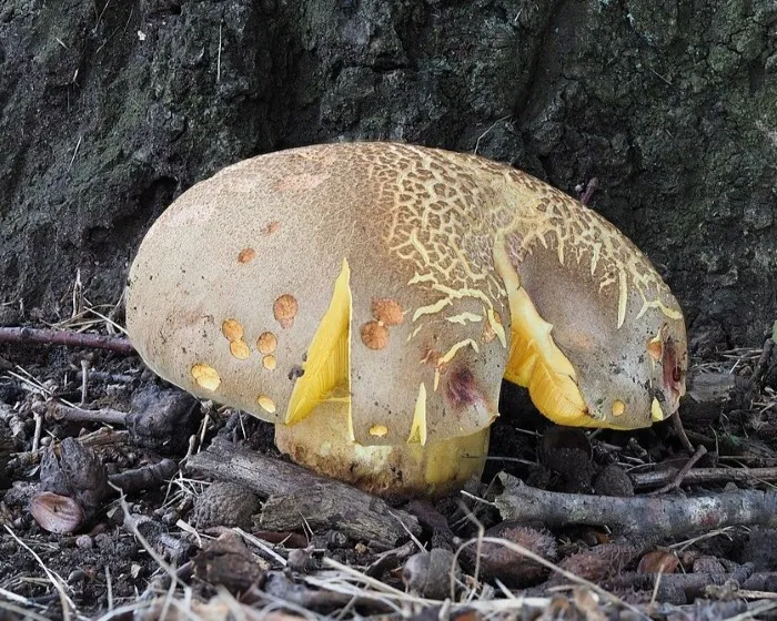 Okkerszínű tinóru - Hemileccinum impolitum