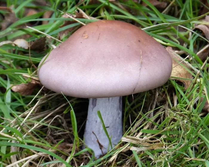 Blaustiel-Rötelritterling - Lepista saeva