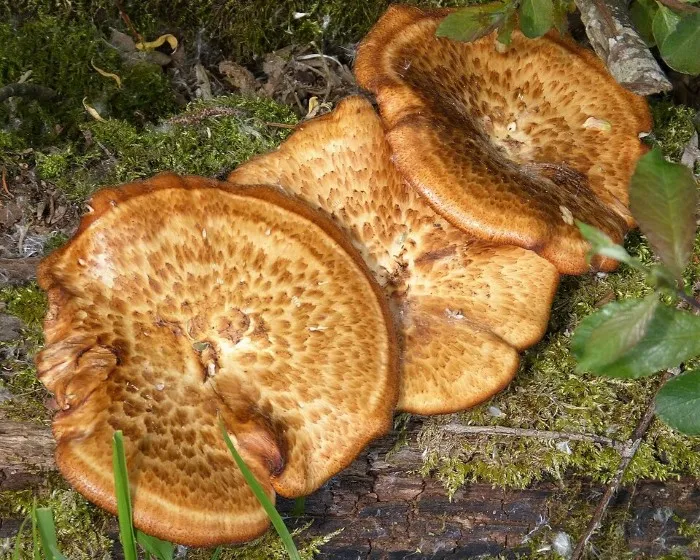 Olaszgomba - Polyporus tuberaster