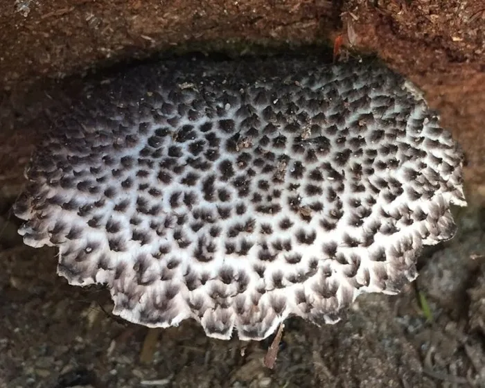 Pikkelyes tinóru - Strobilomyces strobilaceus
