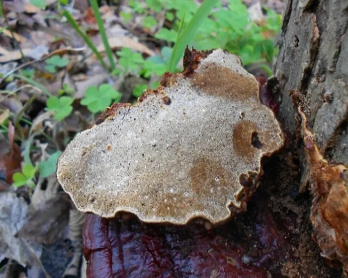 Copper-red lacquer bracket - Ganoderma cupreolaccatum