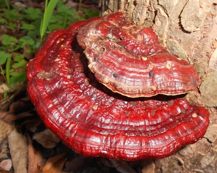 Copper-red lacquer bracket - Ganoderma cupreolaccatum
