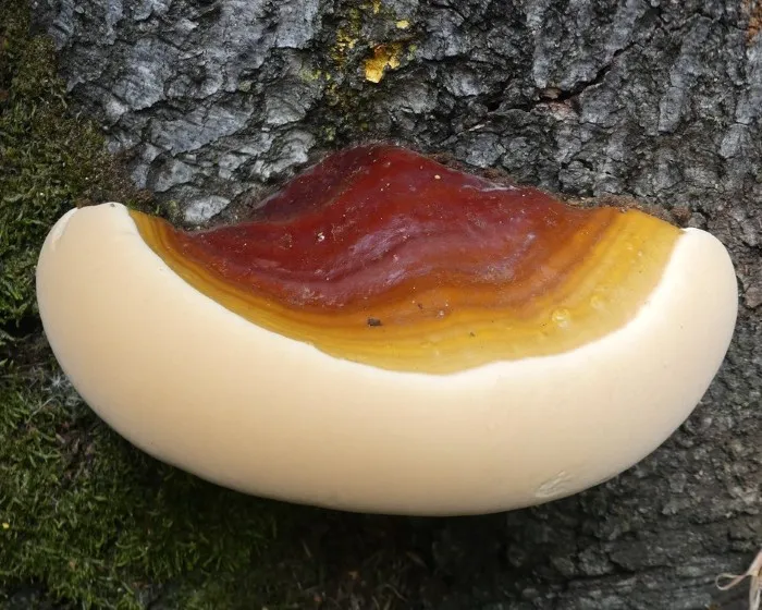 Copper-red lacquer bracket - Ganoderma cupreolaccatum