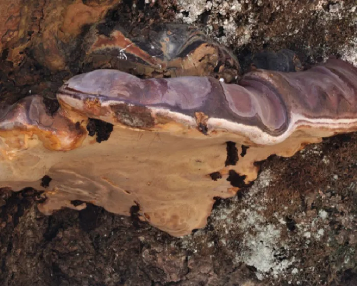 Copper-red lacquer bracket - Ganoderma cupreolaccatum
