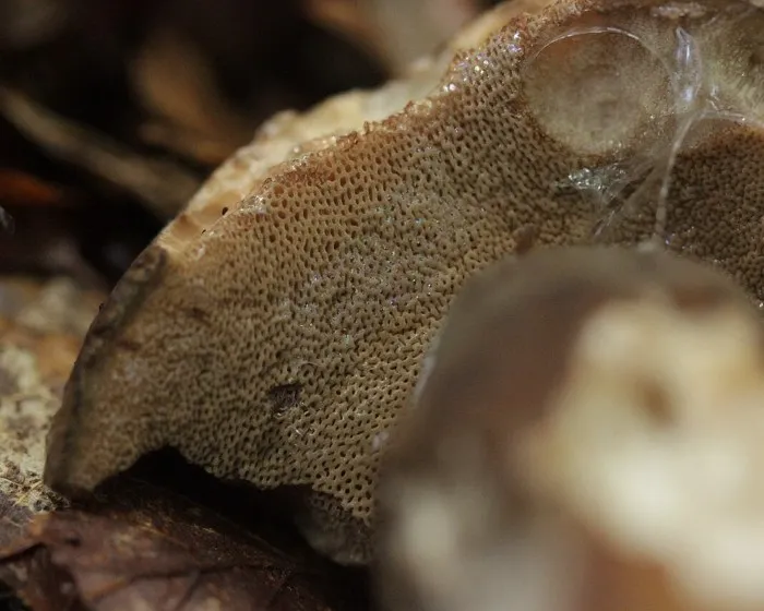 Sötét tinóru - Porphyrellus porphyrosporus