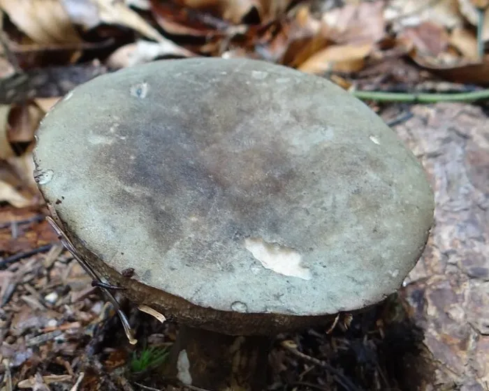 Sötét tinóru - Porphyrellus porphyrosporus