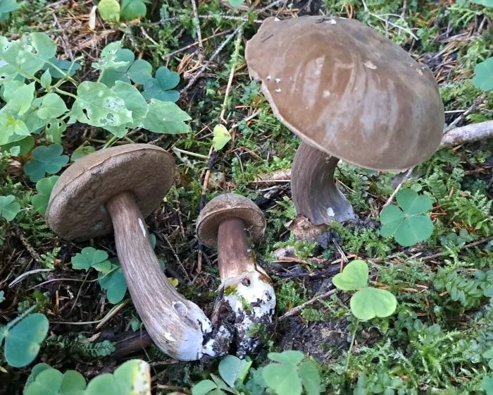 Sötét tinóru - Porphyrellus porphyrosporus