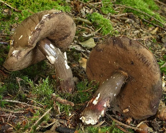Sötét tinóru - Porphyrellus porphyrosporus