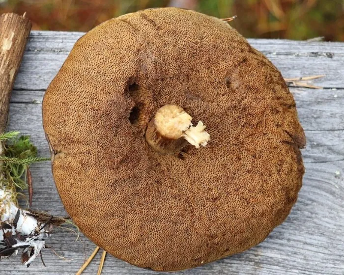 Mottled bolete