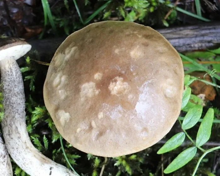 Mottled bolete