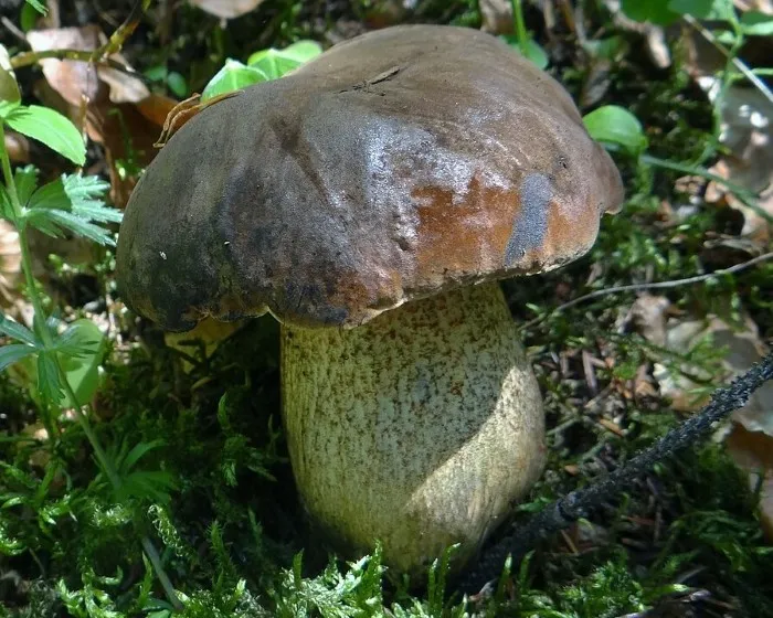 Mottled bolete