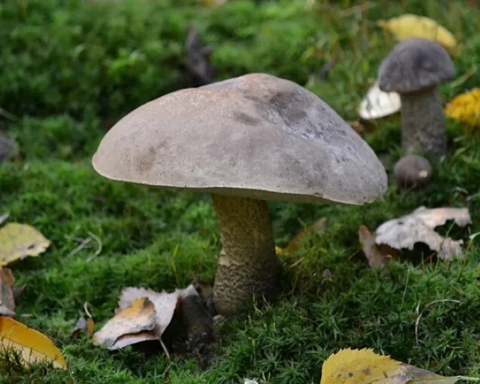 Mottled bolete
