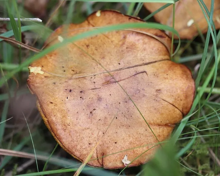 Bovine bolete - Suillus bovinus