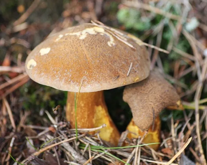 Bovine bolete - Suillus bovinus