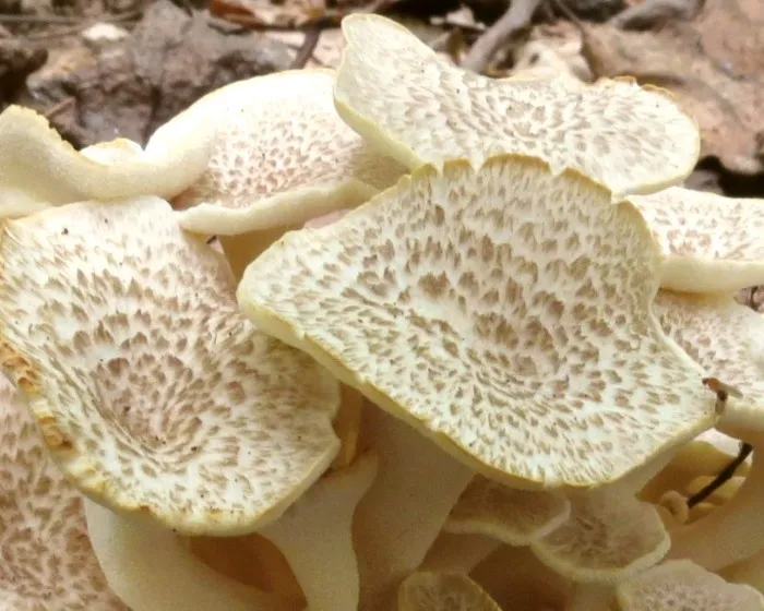 Tüskegomba - Cladomeris umbellatus