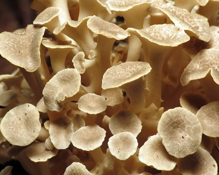 Tüskegomba - Cladomeris umbellatus