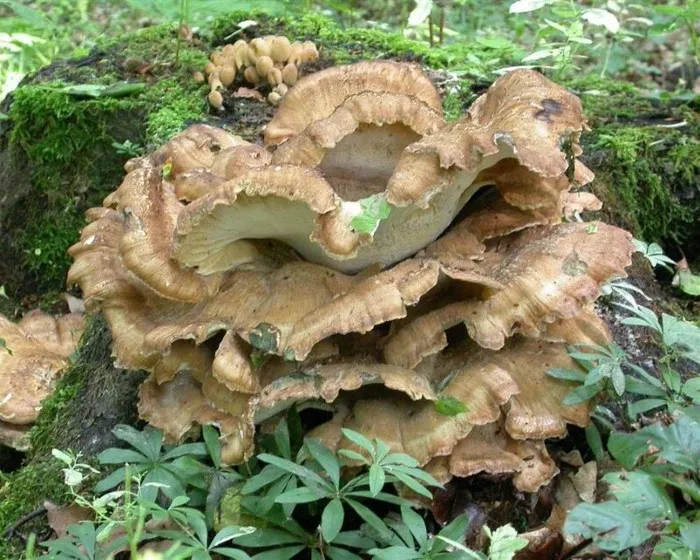 Tüskegomba - Cladomeris umbellatus