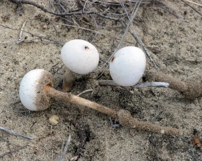 Dünen-Stielbovist - Tulostoma dunense