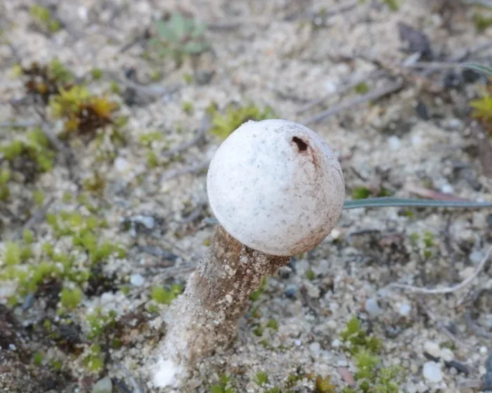 Dünen-Stielbovist - Tulostoma dunense