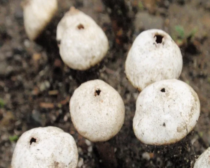 Dünen-Stielbovist - Tulostoma dunense