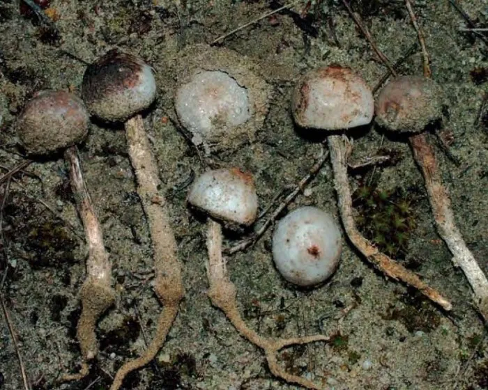 Dünen-Stielbovist - Tulostoma dunense