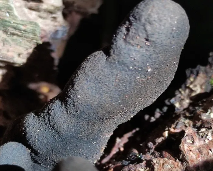 Vielgestaltige Holzkeule - Xylaria polymorpha