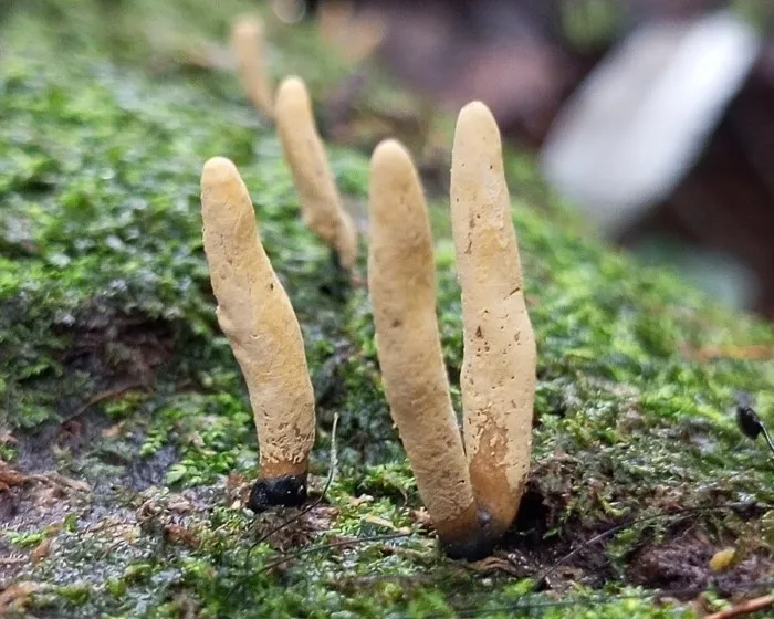 Vielgestaltige Holzkeule - Xylaria polymorpha