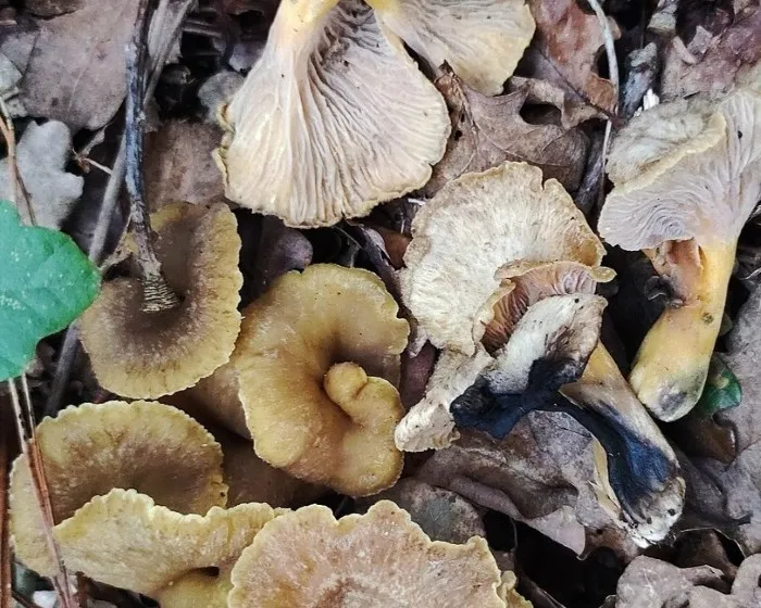 Sötétedőhúsú rókagomba - Craterellus melanoxeros