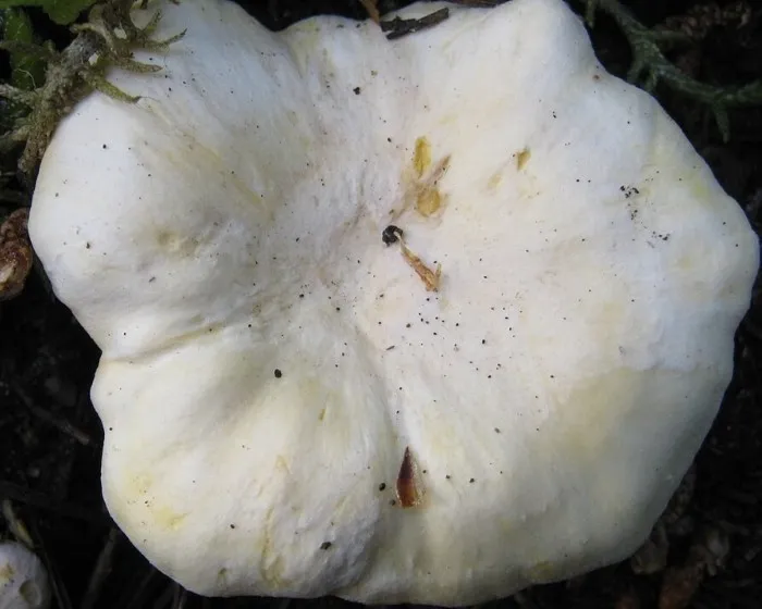 Blasser Pfifferling - Cantharellus pallens