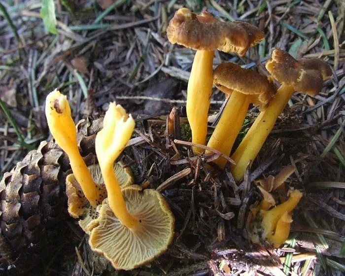 Gelbstielige Kraterelle - Craterellus lutescens