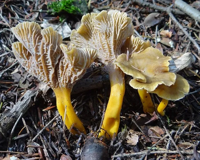 Gelbstielige Kraterelle - Craterellus lutescens