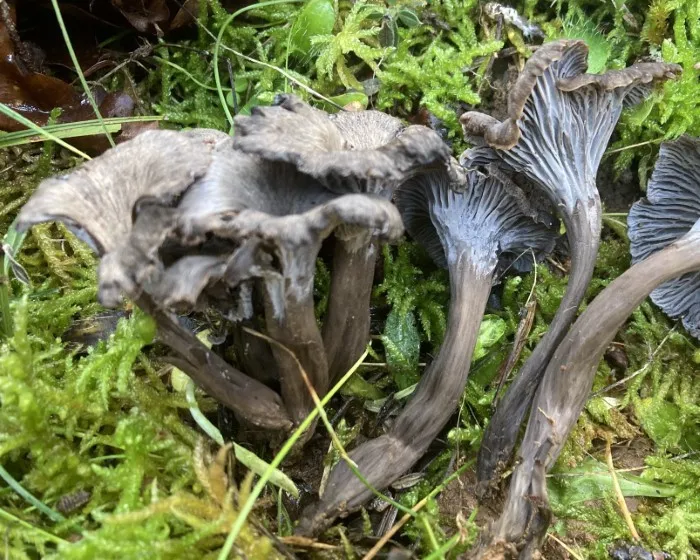 Ashen chanterelle - Craterellus cinereus