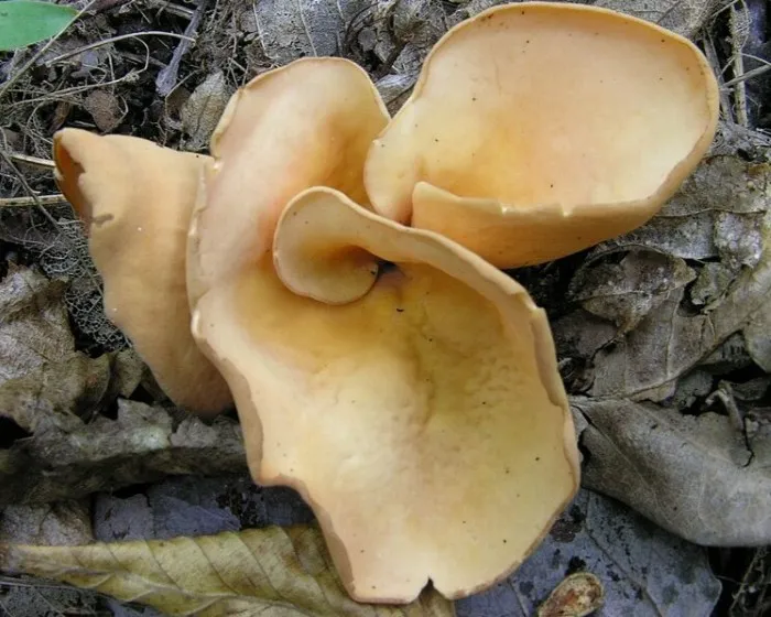 Eselsohr - Otidea onotica