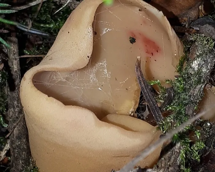 Eselsohr - Otidea onotica