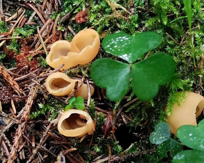 Eselsohr - Otidea onotica