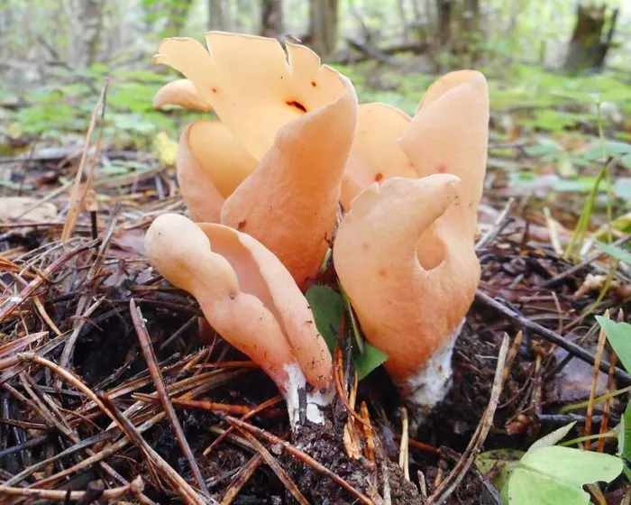 Eselsohr - Otidea onotica