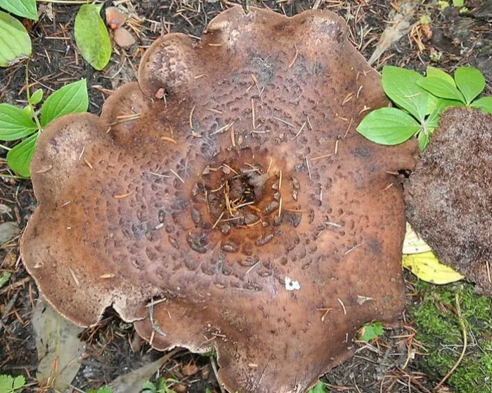 Korpás gereben - Hydnellum scabrosum