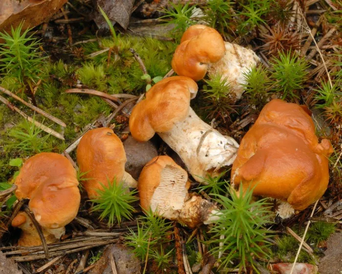 Rotgelber Stoppelpilz - Hydnum rufescens