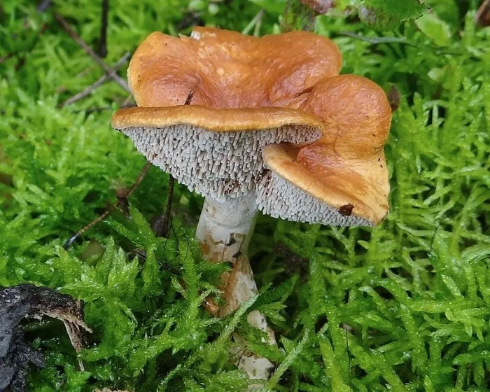 Rotgelber Stoppelpilz - Hydnum rufescens