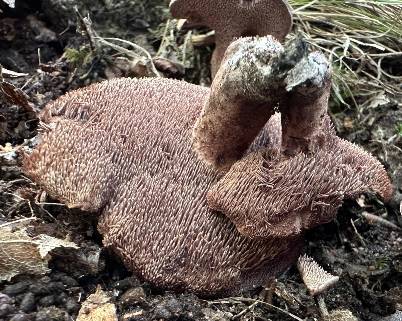 Violet-fleshed tooth