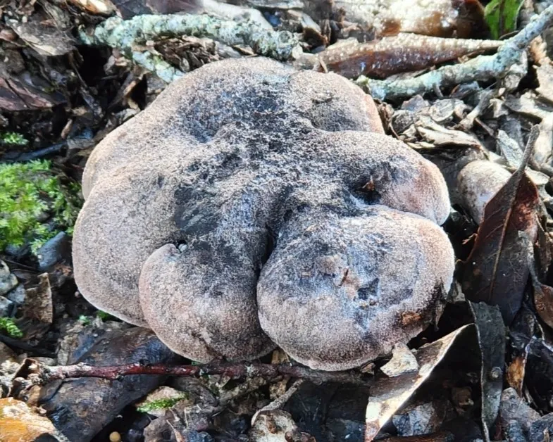 Violet-fleshed tooth