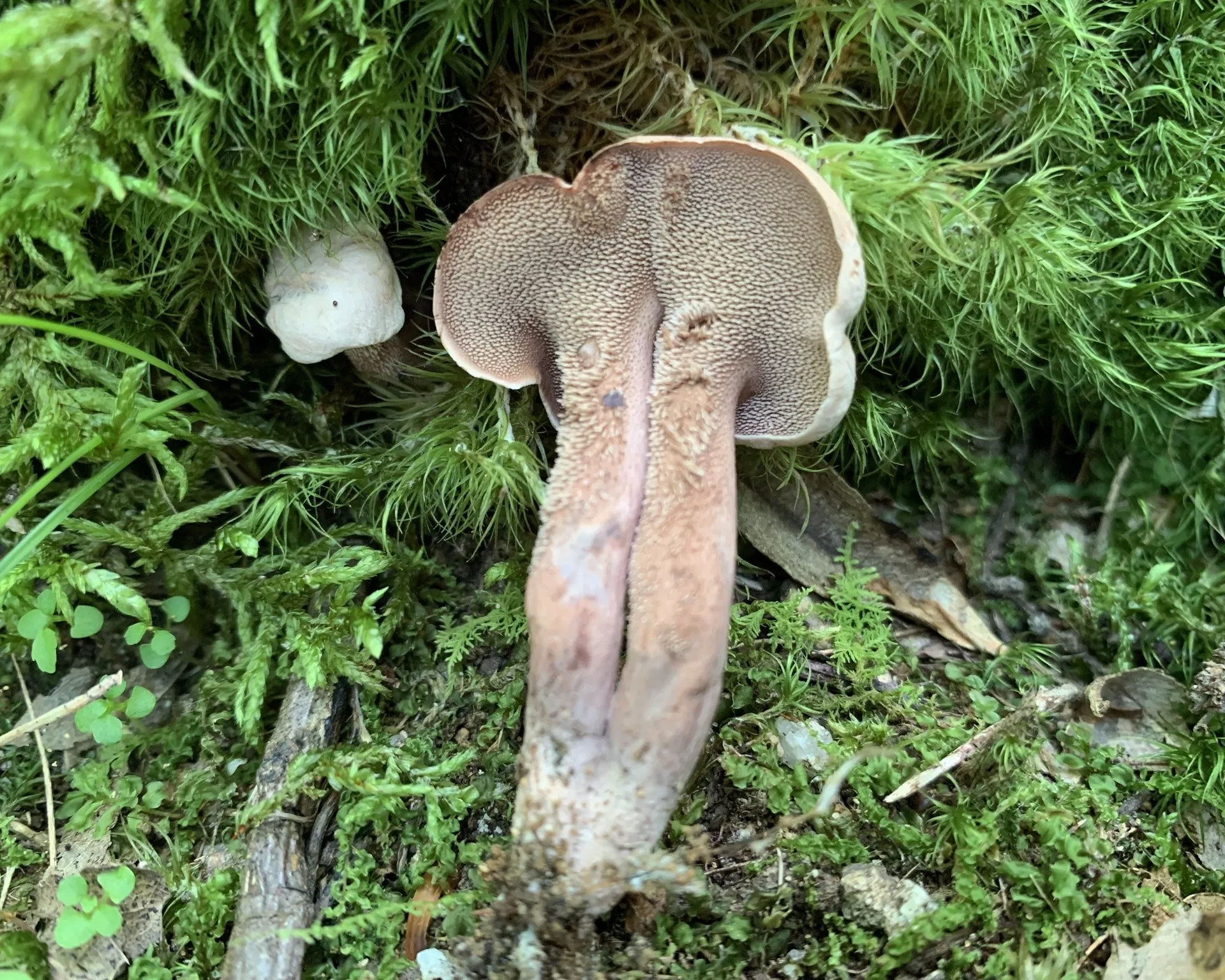 Violet-fleshed tooth