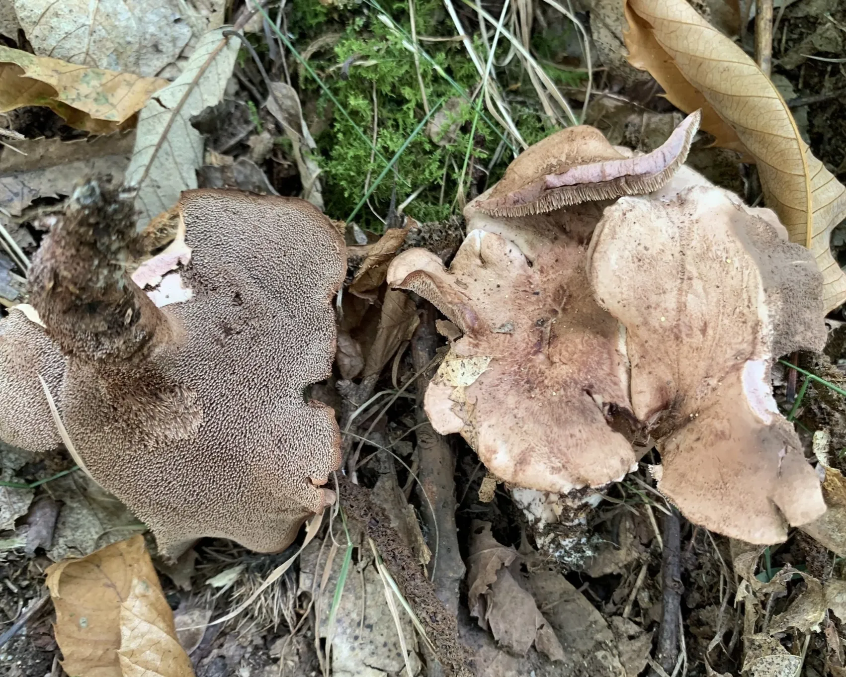 Violet-fleshed tooth