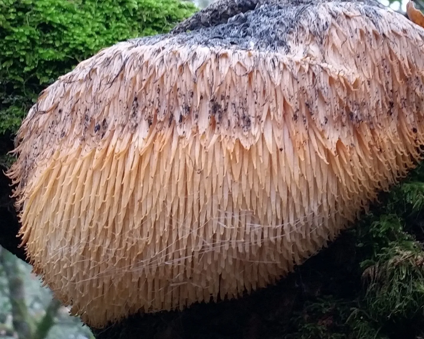 Lion's mane