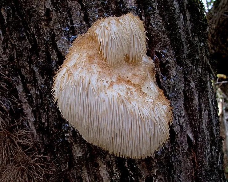 Lion's mane